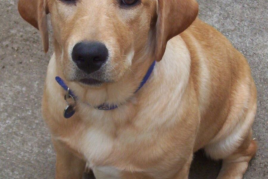 une chienne labrador suppliante ,assise, regardant en l'air.