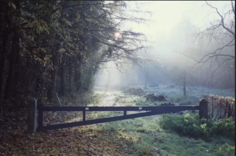 C'est la photo d'une barrière qui montre l'entrée d'une forêt où à gauche, elle semble sombre avec des arbres noirs et à droite illuminée par le soleil. Une forêt où se rend de temps à autre Lili Soumise